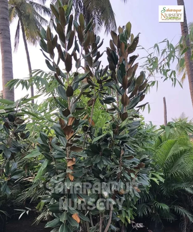 Magnolia grandiflora, Southern magnolia, bull bay magnolia, Saharanpur Nursery
