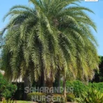 Medjool Date Palm, Phoenix dactylifera, Royal Date Palm, Saharanpur Nursery