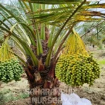 Medjool Date Palm, Phoenix dactylifera, Royal Date Palm, Saharanpur Nursery