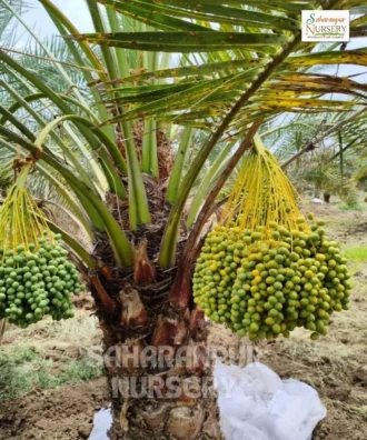 Medjool Date Palm, Phoenix dactylifera, Royal Date Palm, Saharanpur Nursery