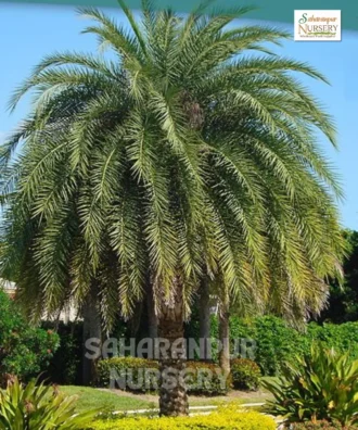 Medjool Date Palm, Phoenix dactylifera, Royal Date Palm, Saharanpur Nursery