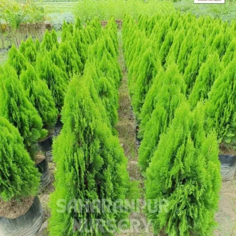 Platycladus orientalis, Morpankhi plant, Thuja Plant, Oriental arborvitae, Saharanpur Nursery, Wholesale Plant Supplier, Landscaping Company