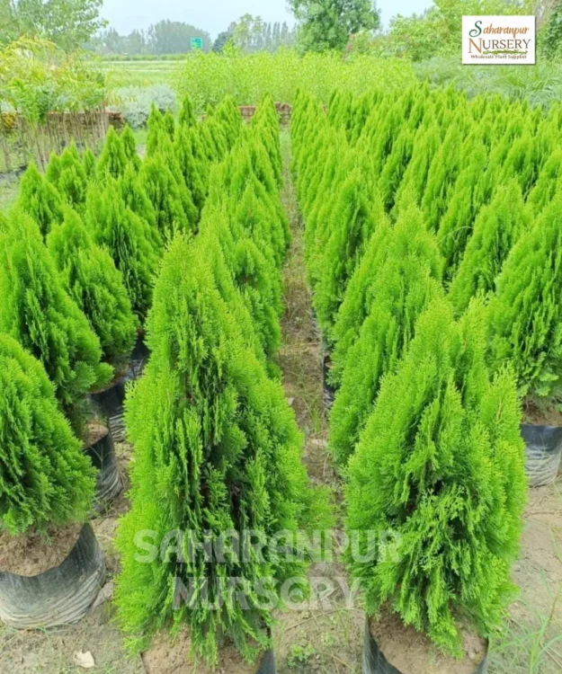Platycladus orientalis, Morpankhi plant, Thuja Plant, Oriental arborvitae, Saharanpur Nursery, Wholesale Plant Supplier, Landscaping Company