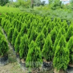 Platycladus orientalis, Morpankhi plant, Thuja Plant, Oriental arborvitae, Saharanpur Nursery, Wholesale Plant Supplier, Landscaping Company