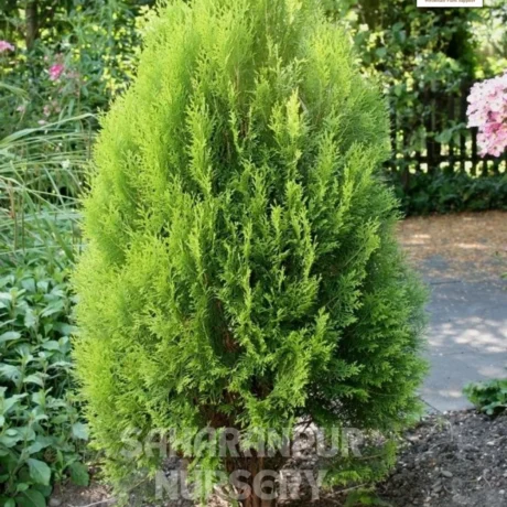 Platycladus orientalis, Morpankhi plant, Thuja Plant, Oriental arborvitae, Saharanpur Nursery, Wholesale Plant Supplier, Landscaping Company