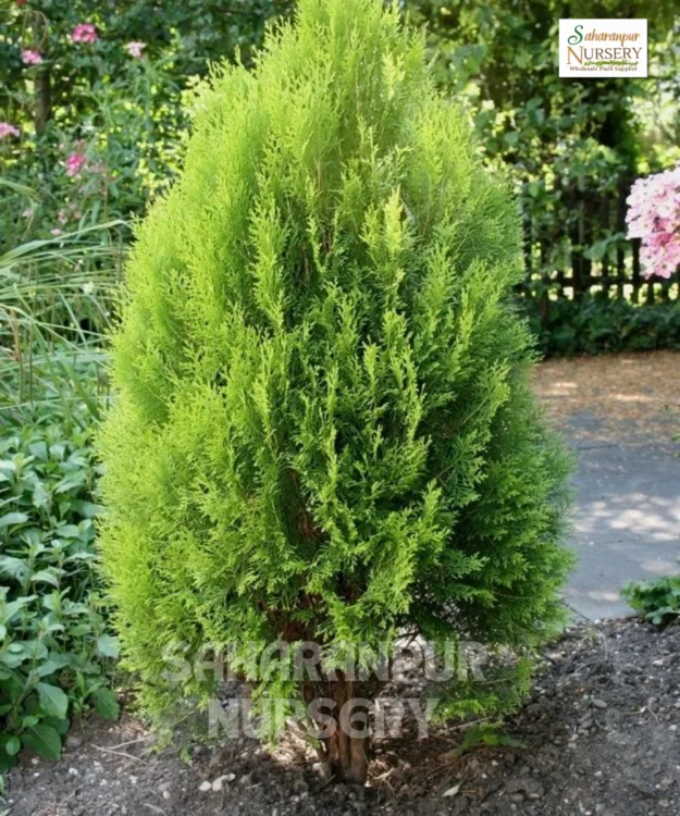 Platycladus orientalis, Morpankhi plant, Thuja Plant, Oriental arborvitae, Saharanpur Nursery, Wholesale Plant Supplier, Landscaping Company