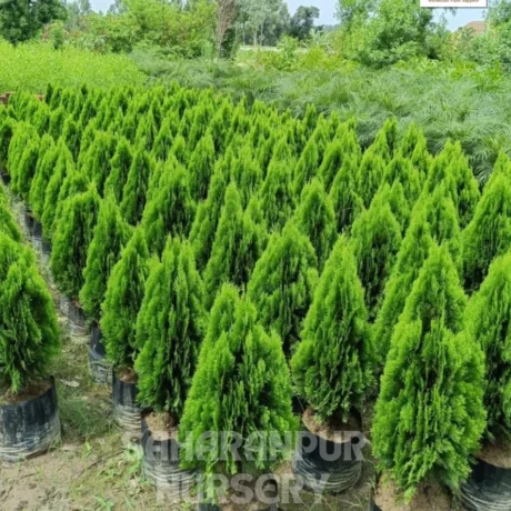 Platycladus orientalis, Morpankhi plant, Thuja Plant, Oriental arborvitae, Saharanpur Nursery, Wholesale Plant Supplier, Landscaping Company