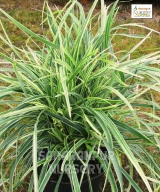 Ophiopogon Jaburan (variegated), Variegated Lilyturf, Ophiopogon Jaburan (variegated), Variegated Mondo Grass, Saharanpur Nursery