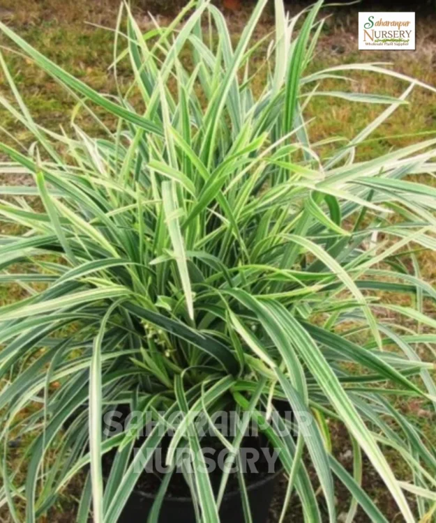 Ophiopogon Jaburan (variegated), Variegated Lilyturf, Ophiopogon Jaburan (variegated), Variegated Mondo Grass, Saharanpur Nursery