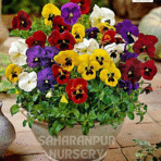 Pansy Flower Plant, Viola wittrockiana, Viola tricolor var. hortensis, Saharanpur Nursery