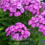 Phlox Flower Plant, Phlox Paniculata, Ornamental Plant, Saharanpur Nursery