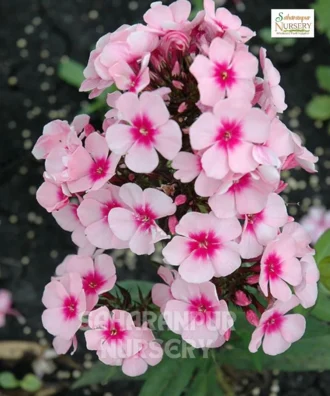 Phlox Flower Plant, Phlox Paniculata, Ornamental Plant, Saharanpur Nursery