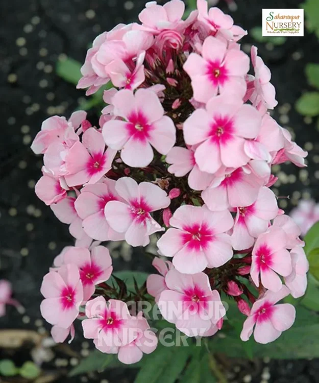 Phlox Flower Plant, Phlox Paniculata, Ornamental Plant, Saharanpur Nursery
