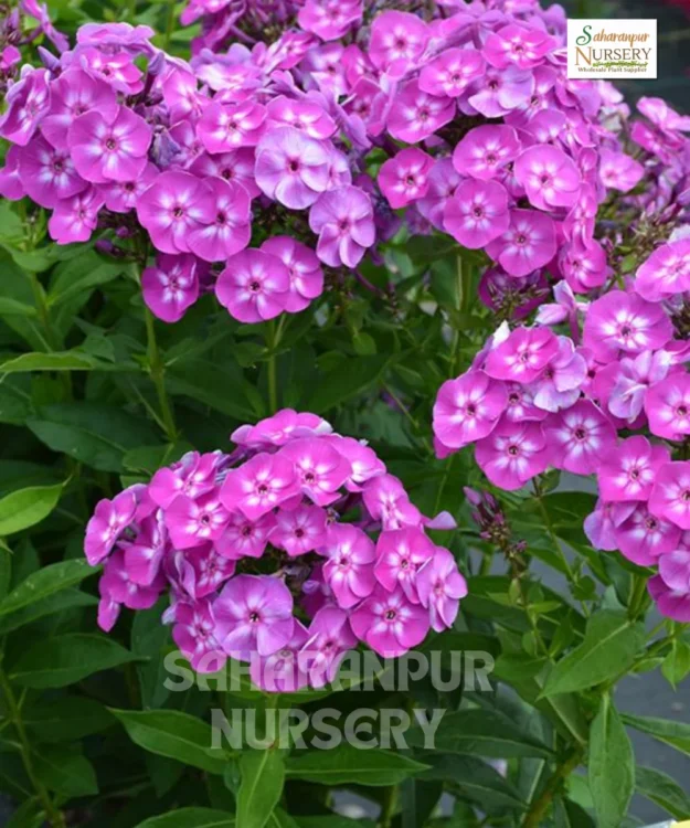 Phlox Flower Plant, Phlox Paniculata, Ornamental Plant, Saharanpur Nursery