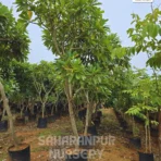 Plumeria Alba, Frangipani, Champa tree, Saharanpur Nursery, Landscaping Company, Wholesale Plant Supplier