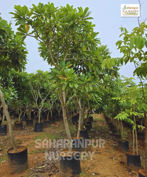 Plumeria Alba, Frangipani, Champa tree, Saharanpur Nursery, Landscaping Company, Wholesale Plant Supplier