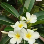 Plumeria Alba, Frangipani, Champa tree, Saharanpur Nursery, Landscaping Company, Wholesale Plant Supplier