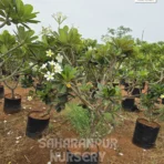 Plumeria Alba, Frangipani, Champa tree, Saharanpur Nursery, Landscaping Company, Wholesale Plant Supplier