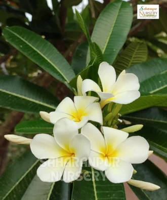 Plumeria Alba, Frangipani, Champa tree, Saharanpur Nursery, Landscaping Company, Wholesale Plant Supplier