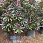 Pong Pong Champa Tree, Cerbera odollam, Suicide tree