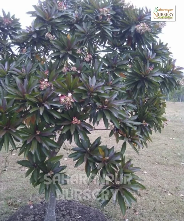 Pong Pong Champa, Cerbera odollam, Suicide tree