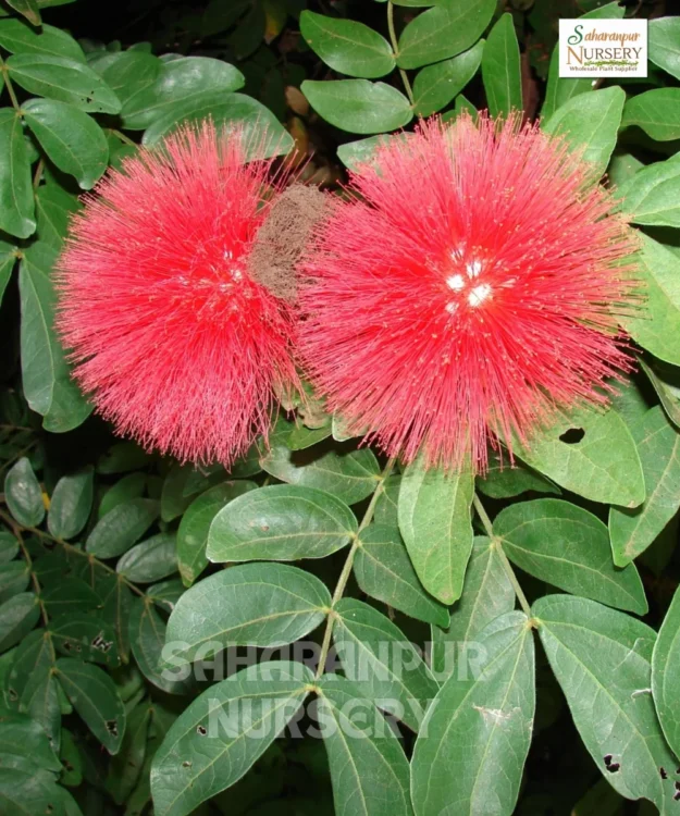 Powderpuff plant Calliandra haematocephala, Powderpuff-plant, Saharanpur Nursery