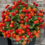Red Lantana