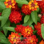 Lantana Red , Lantana Camara, Landscaping Company, Saharanpur Nursery