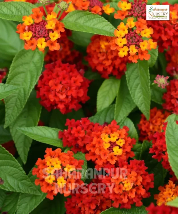 Lantana Red , Lantana Camara, Landscaping Company, Saharanpur Nursery