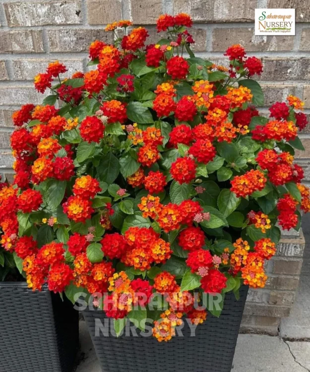 Red Lantana