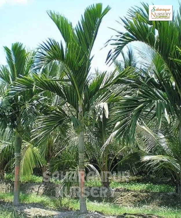 Solitaire Palm (Ptychosperma elegans), Elegant Palm, seaforthia palm, Ptychosperma elegans, Saharanpur Nursery