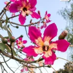 Silk Floss Tree, chorisia speciosa, Ceiba speciosa, Silk floss tree, drunken tree, Kapok Tree, Saharanpur Nursery, Landscaping Company, Wholesale Plant Supplier,