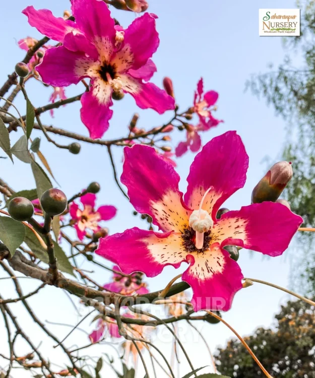 Silk Floss Tree, chorisia speciosa, Ceiba speciosa, Silk floss tree, drunken tree, Kapok Tree, Saharanpur Nursery, Landscaping Company, Wholesale Plant Supplier,