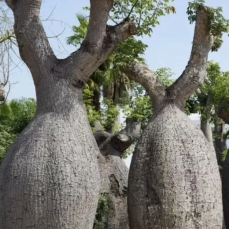 Silk Floss Tree, chorisia speciosa, Ceiba speciosa, Silk floss tree, drunken tree, Kapok Tree, Timber Tree, Avenue Tree, Ornamental Tree, Saharanpur Nursery, Wholesale Plant Supplier, Wholesale Plant Nursery, Nursery in India, Landscaping Company in India, Plant Exporter in India, Timber Tree Online