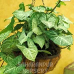 Syngonium Mini Dwarf, Syngonium 'Pixie', Mini Pixie, Syngonium miniature dwarf, Saharanpur Nursery