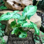 Syngonium Mini Dwarf, Syngonium 'Pixie', Mini Pixie, Syngonium miniature dwarf, Saharanpur Nursery