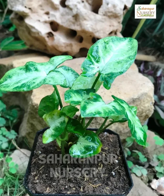 Syngonium Mini Dwarf, Syngonium 'Pixie', Mini Pixie, Syngonium miniature dwarf, Saharanpur Nursery