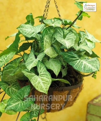 Syngonium Mini Dwarf, Syngonium 'Pixie', Mini Pixie, Syngonium miniature dwarf, Saharanpur Nursery
