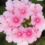 Verbena, Verbena officinalis, Vervain, Saharanpur Nursery