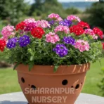 Verbena, Verbena officinalis, Vervain, Saharanpur Nursery