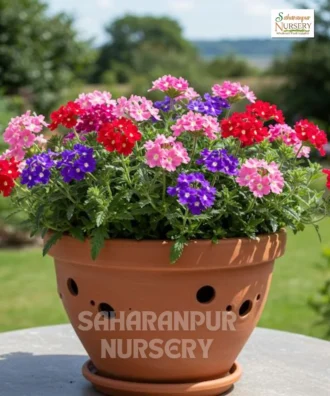 Verbena, Verbena officinalis, Vervain, Saharanpur Nursery