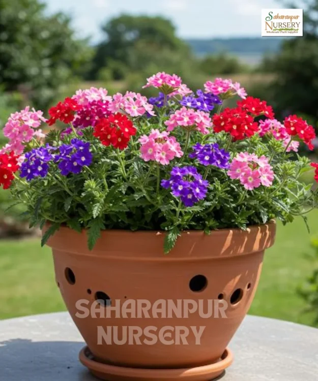 Verbena, Verbena officinalis, Vervain, Saharanpur Nursery