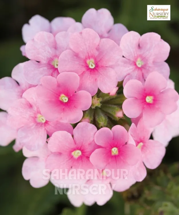 Verbena, Verbena officinalis, Vervain, Saharanpur Nursery