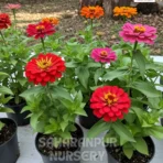Zinnia, Zinnia elegans, Saharanpur Nursery