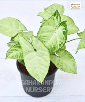 Syngonium 'White Butterfly', Syngonium podophyllum, Arrowhead Vine, Saharanpur Nursery