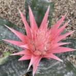 Urn Plant, Silver Vase Plant, Aechmea fasciata 'Primera', Ornamental Plant, Flower Plant, Indoor Plant, Saharanpur Nursery, Wholesale Plant Supplier, Wholesale Plant Nursery, Nursery in India, Landscaping Company in India, Plant Exporter in India