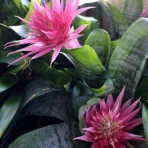 Urn Plant, Silver Vase Plant, Aechmea fasciata 'Primera', Ornamental Plant, Flower Plant, Indoor Plant, Saharanpur Nursery, Wholesale Plant Supplier, Wholesale Plant Nursery, Nursery in India, Landscaping Company in India, Plant Exporter in India