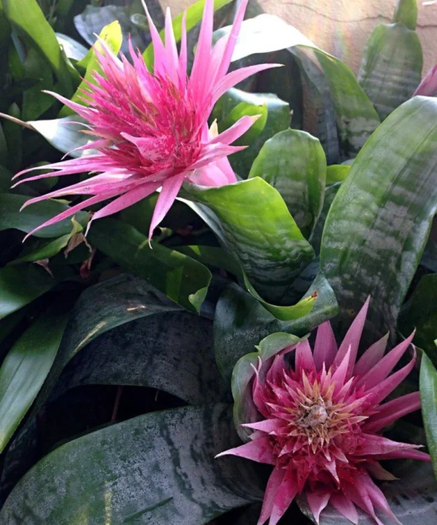 Aechmea fasciata Primera (2) Urn Plant, Silver Vase Plant, Aechmea fasciata 'Primera', Ornamental Plant, Flower Plant, Indoor Plant, Saharanpur Nursery, Wholesale Plant Supplier, Wholesale Plant Nursery, Nursery in India, Landscaping Company in India, Plant Exporter in India