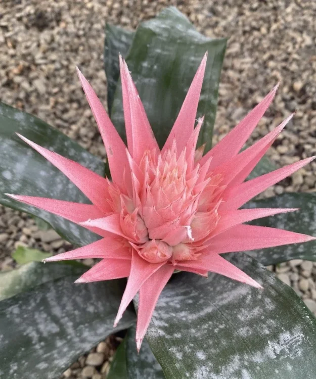 Aechmea fasciata Primera Urn Plant, Silver Vase Plant, Aechmea fasciata 'Primera', Ornamental Plant, Flower Plant, Indoor Plant, Saharanpur Nursery, Wholesale Plant Supplier, Wholesale Plant Nursery, Nursery in India, Landscaping Company in India, Plant Exporter in India