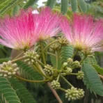Albizia Julibrissin, Persian Silk Tree, Silk Tree, Avenue Tree, Timber Tree, Ornamental Tree, Saharanpur Nursery, Wholesale Plant Supplier, Wholesale Plant Nursery, Nursery in India, Landscaping Company in India, Plant Exporter in India